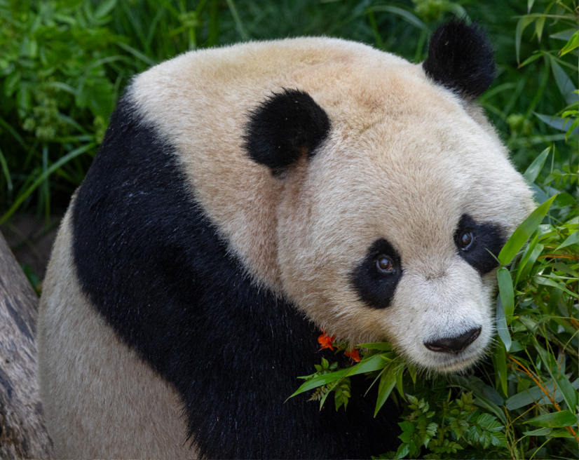 Giant Pandas | San Diego Zoo